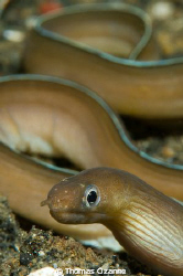 Night dive in Lembeh Strait, saw this cute little moray n... by Thomas Ozanne 
